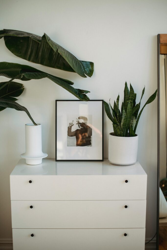 Green Living With Snake Plant